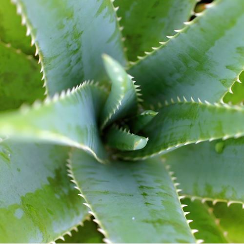 Frisches Deodorant mit Aloe vera