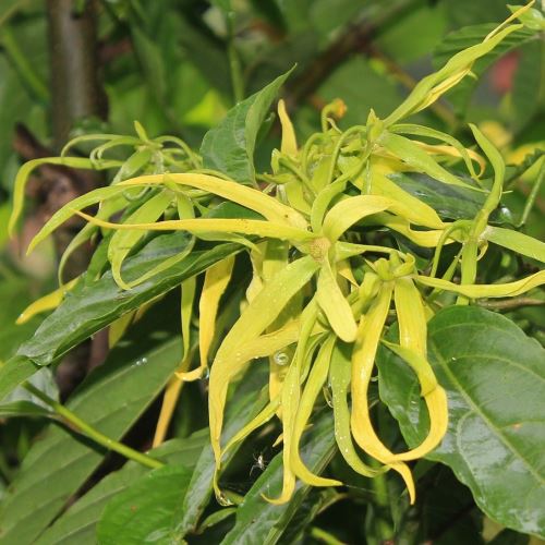 Ylang ylang Ätherisches Öl