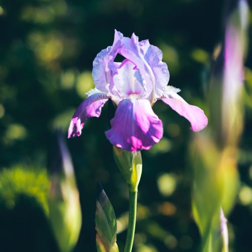 Iris-Pulver, 100 g