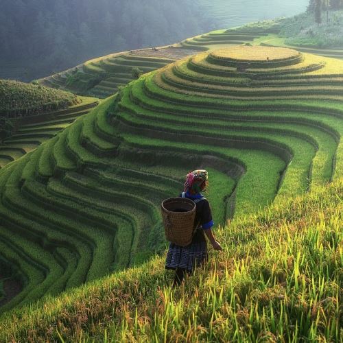 Rice Flower