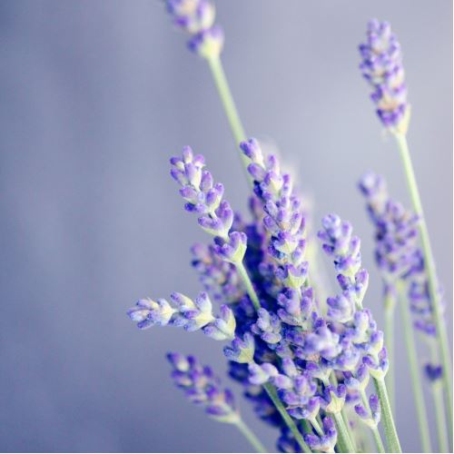 Lavendel nach der Sonnencreme