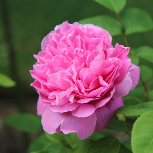 Englische Rose