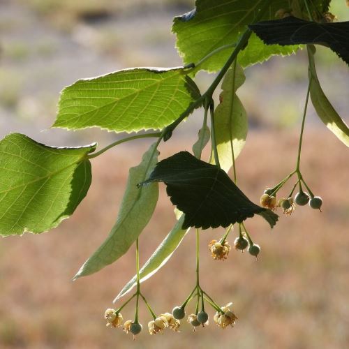 Lindenblüten antiallergisch