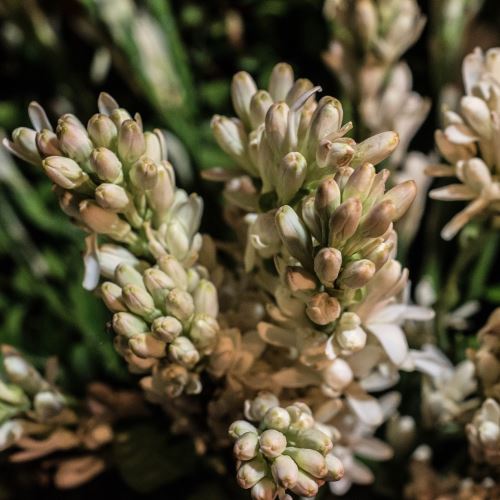 Tuberose-Blütenwachs, 10 g