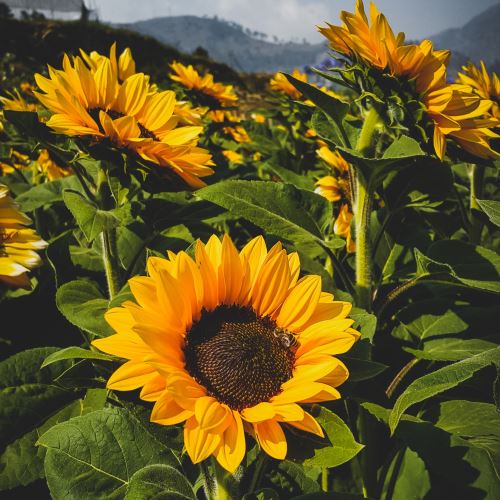 Sonnenblumen- und Olivenwachs in einer Mischung