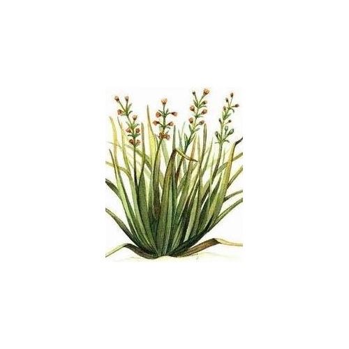 Citronella