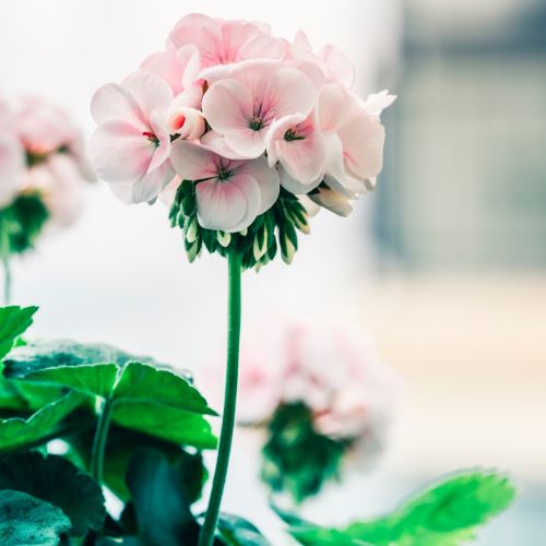 Geranie (Pelargonie)