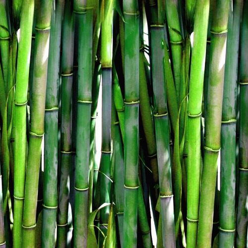 Bambus feiner Gesichtspuder