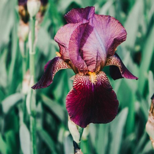 Schwarze Iris und Moschus